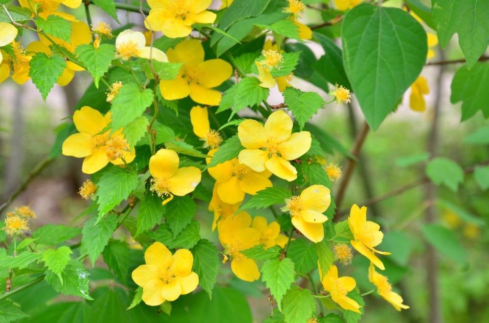 春の花