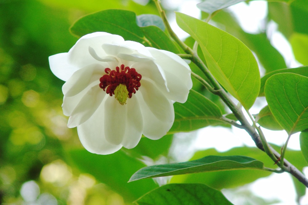 初夏の花