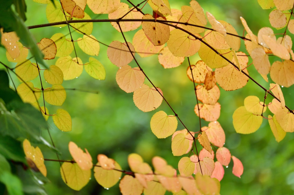 秋の紅葉