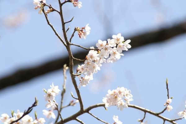 エドヒガンザクラ