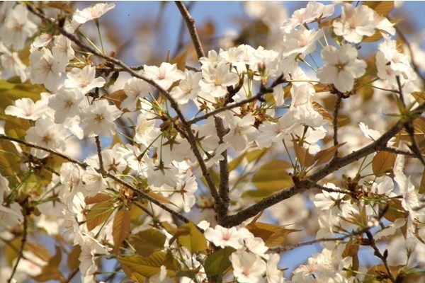 ヤマザクラ 山桜