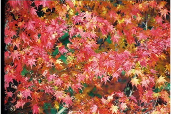 イロハモミジ 紅葉